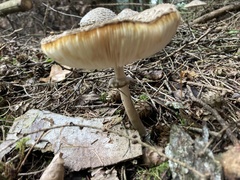 Chlorophyllum olivieri