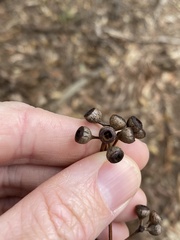 Eucalyptus racemosa