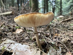 Chlorophyllum olivieri