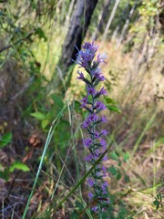 Liatris elegans
