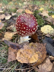 Amanita muscaria