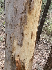Eucalyptus racemosa