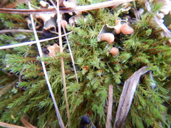 Polytrichum
