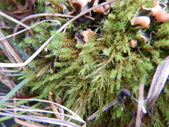 Polytrichum