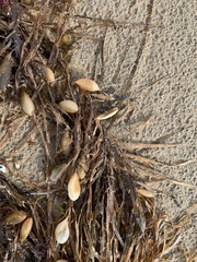 Phyllospora comosa