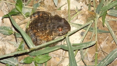 Leptodactylus labyrinthicus