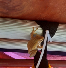 Polypedates leucomystax