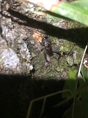 Loxoblemmus arietulus