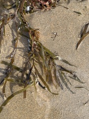 Phyllospora