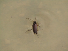 Cebrio brevicornis