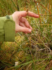 Polemonium acutiflorum