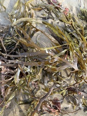 Phyllospora