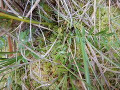 Polemonium acutiflorum