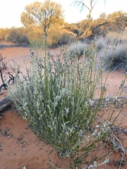 Dampiera lanceolata lanceolata
