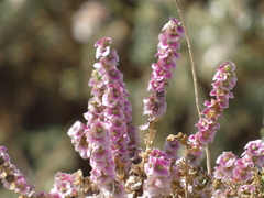 Salsoloideae