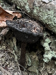 Strobilomyces strobilaceus