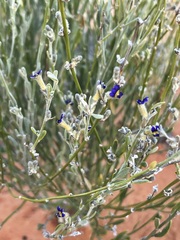 Dampiera lanceolata lanceolata