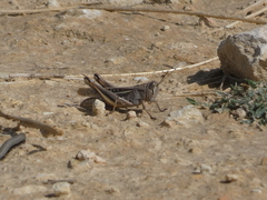 Eyprepocnemis plorans