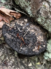 Strobilomyces strobilaceus