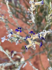 Dampiera lanceolata lanceolata