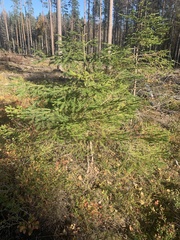 Picea abies