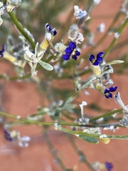 Dampiera lanceolata lanceolata