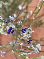 Dampiera lanceolata lanceolata