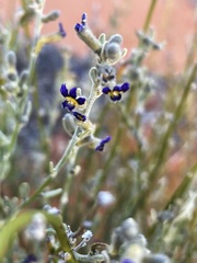 Dampiera lanceolata lanceolata