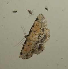 Sandava scitisignata