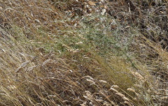 Asparagus verticillatus