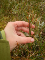 Carex aquatilis stans