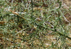 Asparagus verticillatus