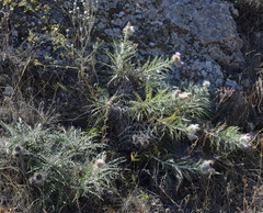 Ptilostemon echinocephalus