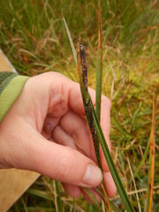 Carex aquatilis stans