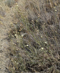 Cephalaria uralensis