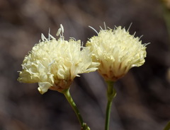 Cephalaria uralensis