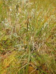 Carex aquatilis stans