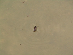Cebrio brevicornis