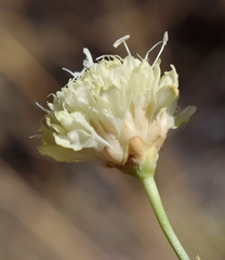 Cephalaria uralensis