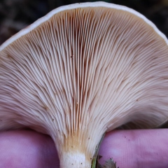 Paralepista