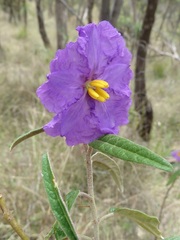 Solanum brownii