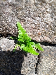 Asplenium marinum