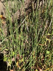 Equisetum hyemale