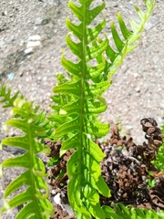 Polypodium vulgare