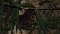Leptodactylus labyrinthicus