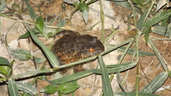Leptodactylus labyrinthicus