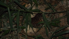 Leptodactylus labyrinthicus