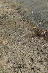 Cephalaria transsylvanica