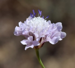 Cephalaria transsylvanica