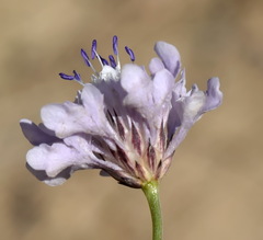 Cephalaria transsylvanica